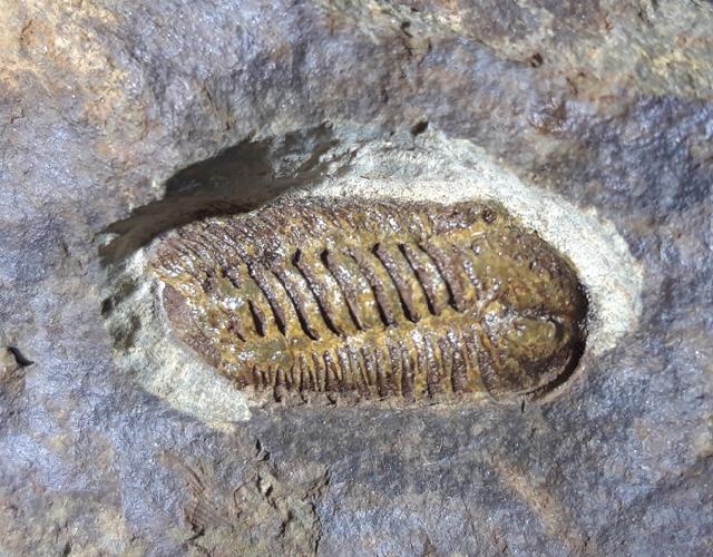Acastoides poschmanni BASSE & MLLER 2016 - Bild © FossNet FossilienStore